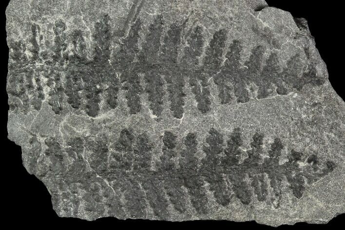 Pennsylvanian Fossil Fern (Lyginopteris) - Alabama #112736